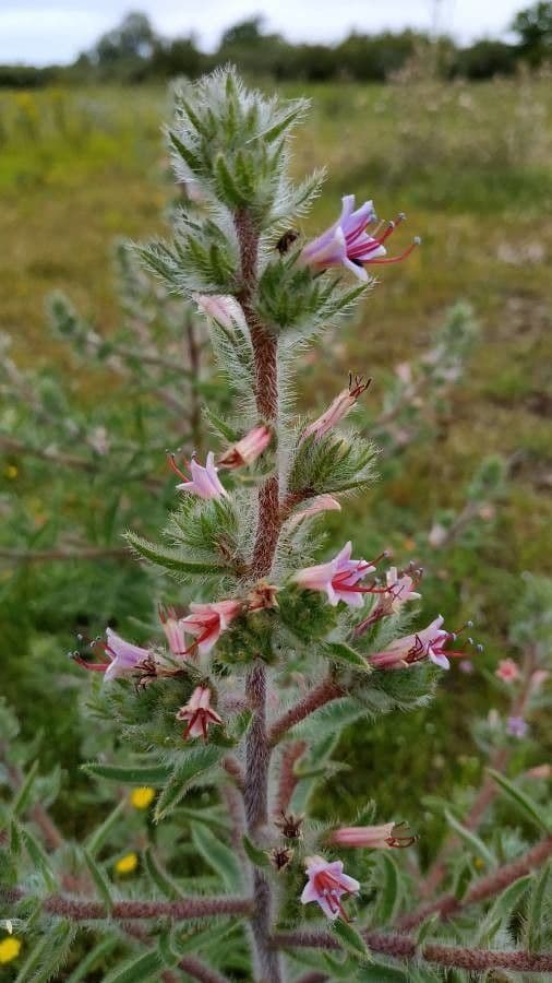 Echium asperrimum 6