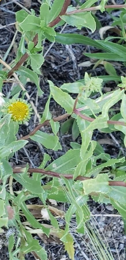 Heterotheca villosa 20