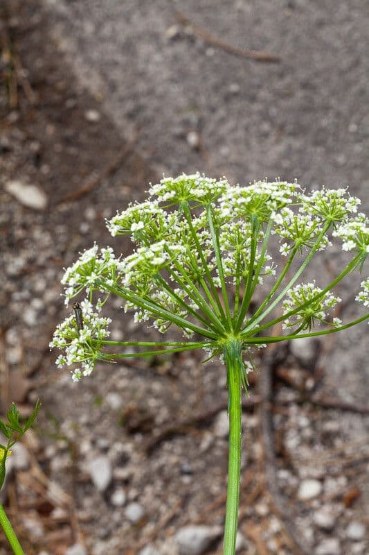 Peucedano veneto 4