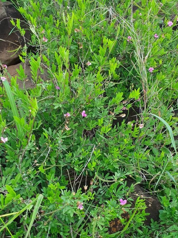 Tephrosia 10