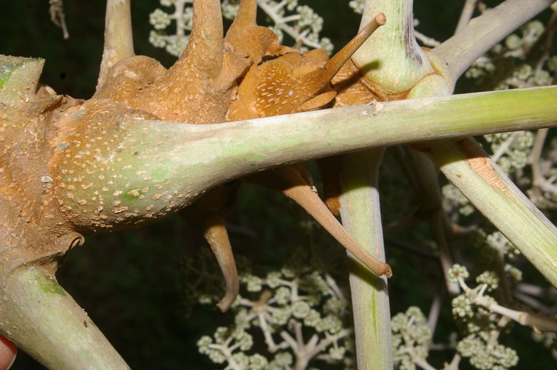 Yagrumo macho 23