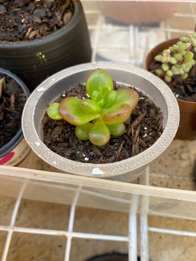 Sedum lucido 9