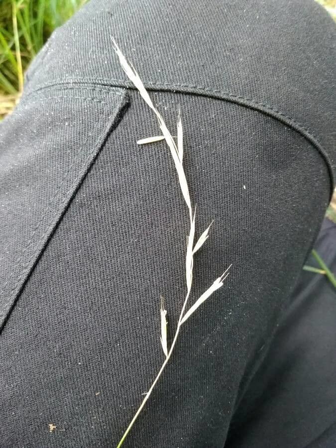 Brachypode penné