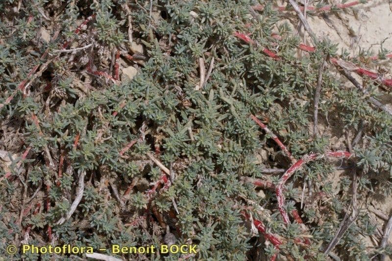 Bassia prostrata 10