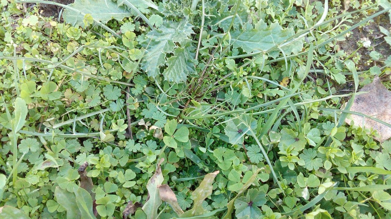 Säbel-Kratzdistel 16