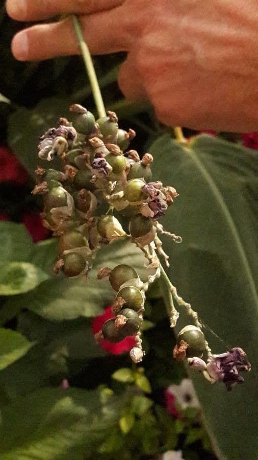 Thalia dealbata