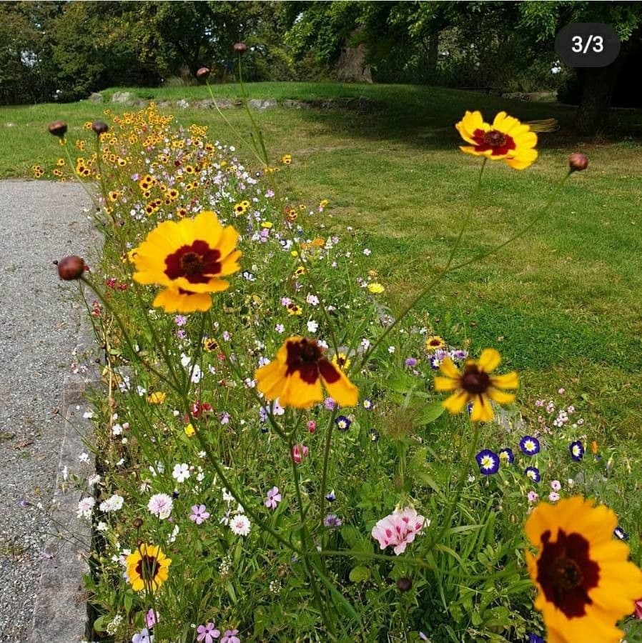 Färber-Mädchenauge 30