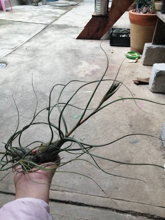 Tillandsia bulbosa 17