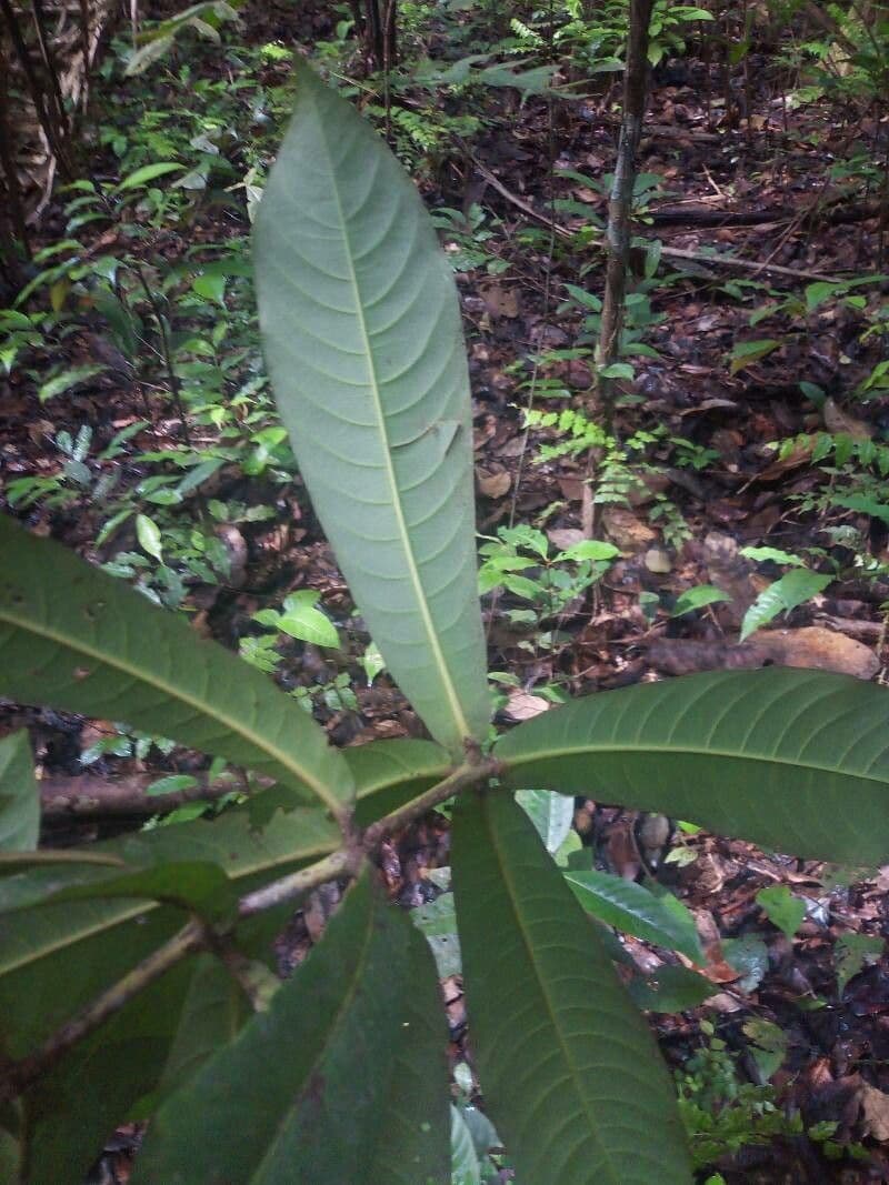 Ixora 7