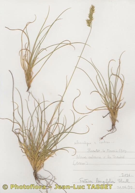 Festuca longifolia 3