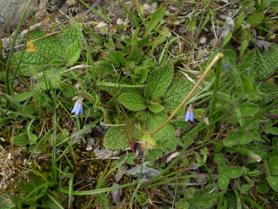 Borák 12