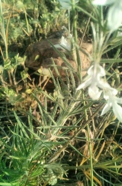 Teucrium pseudochamaepitys 21