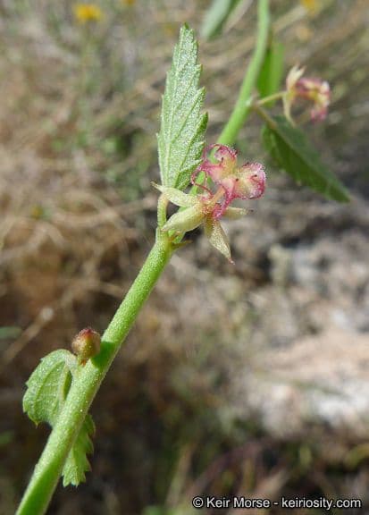 Ayenia compatta 21