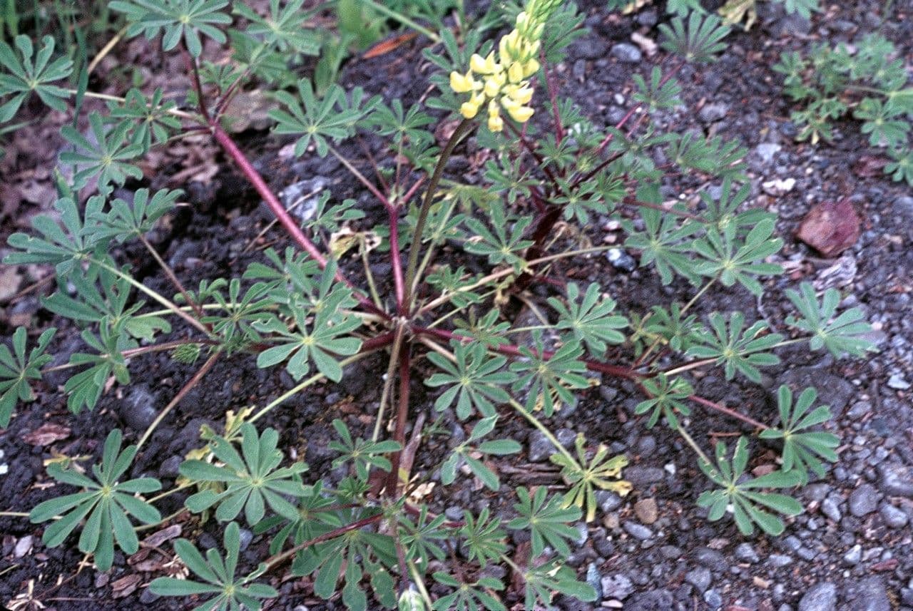 Lupino giallo 3