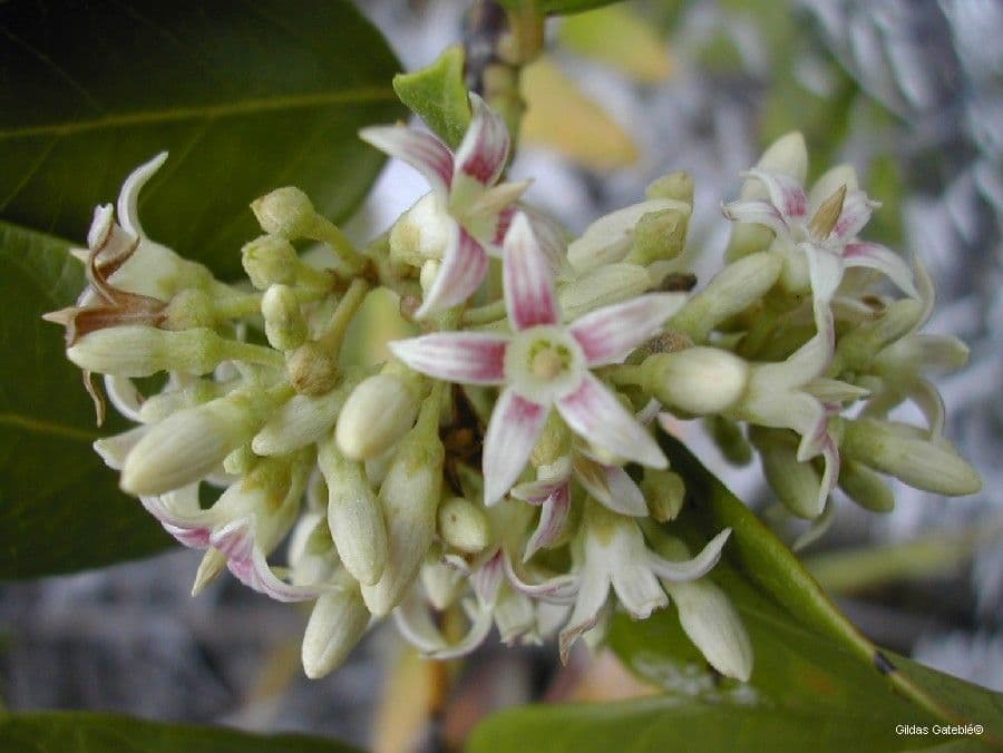 Parsonsia 2