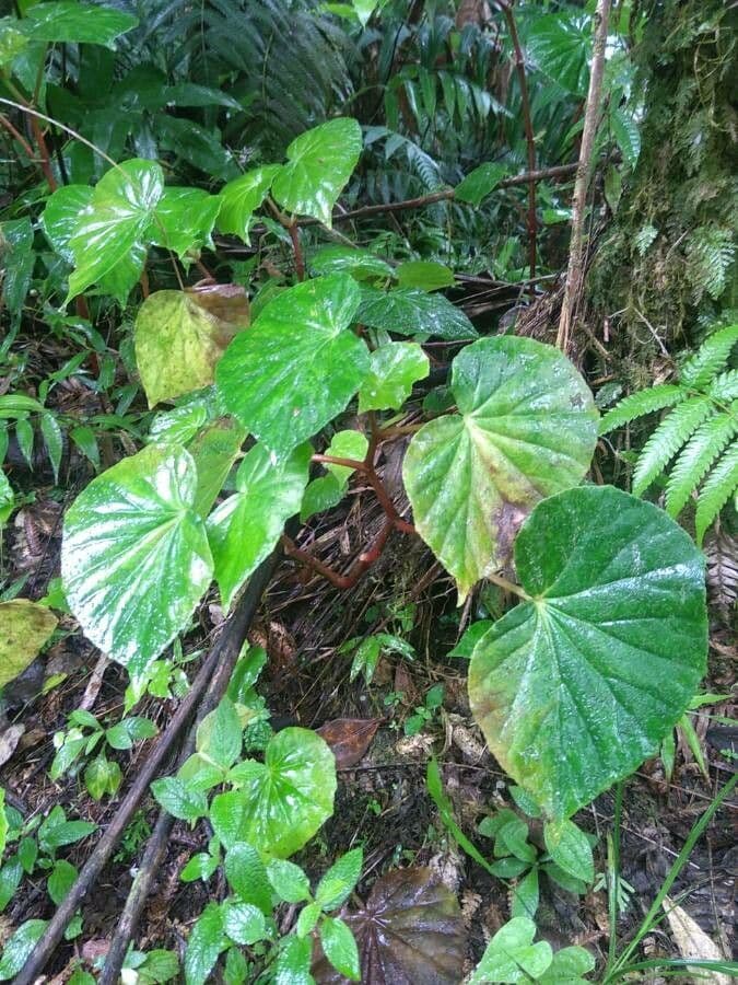 Begonia 8