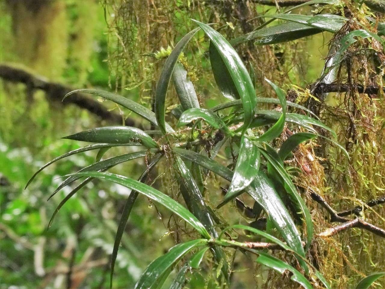 Podocarpus 3
