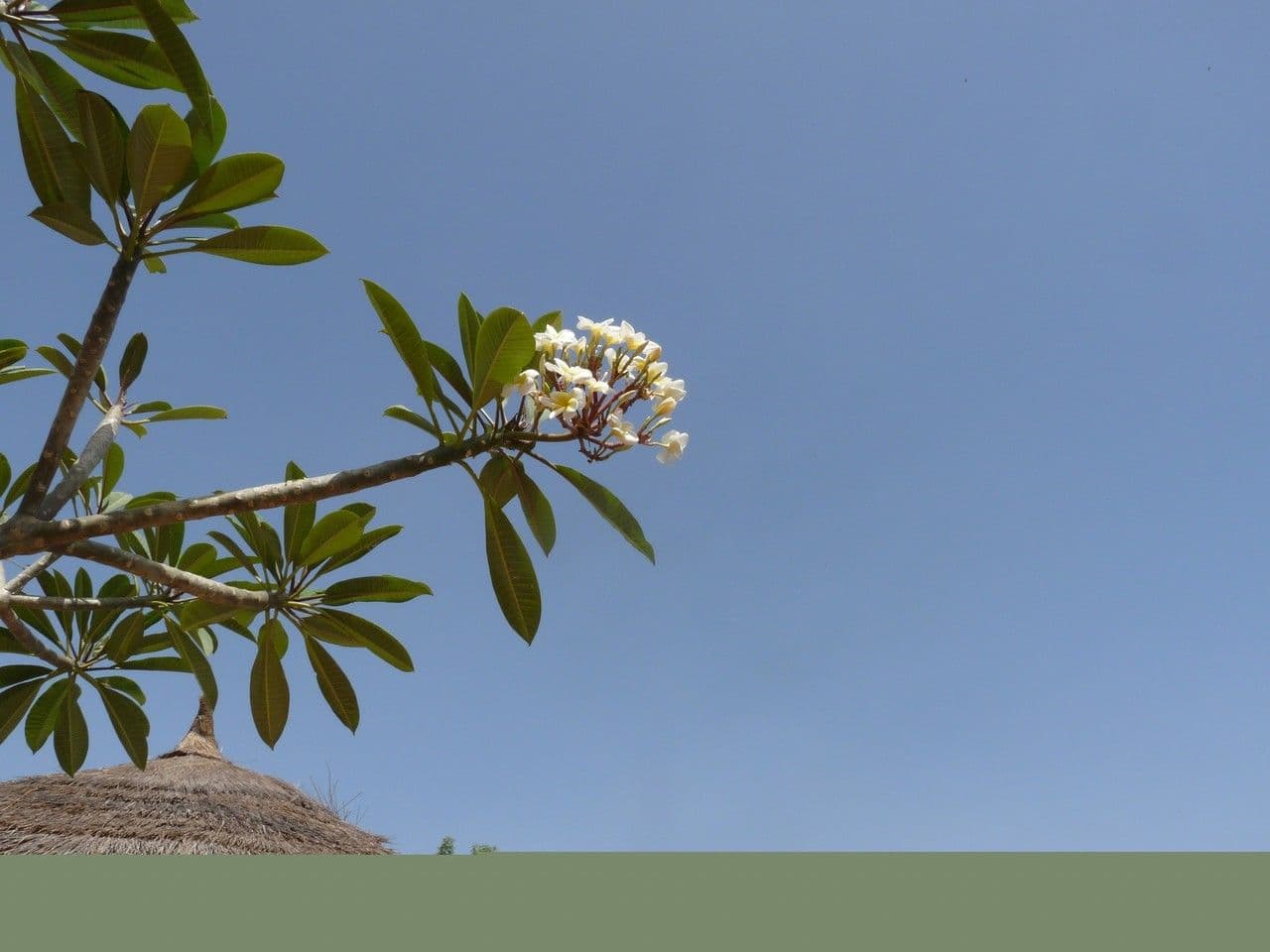 Pyramiden-Tempelbaum 26