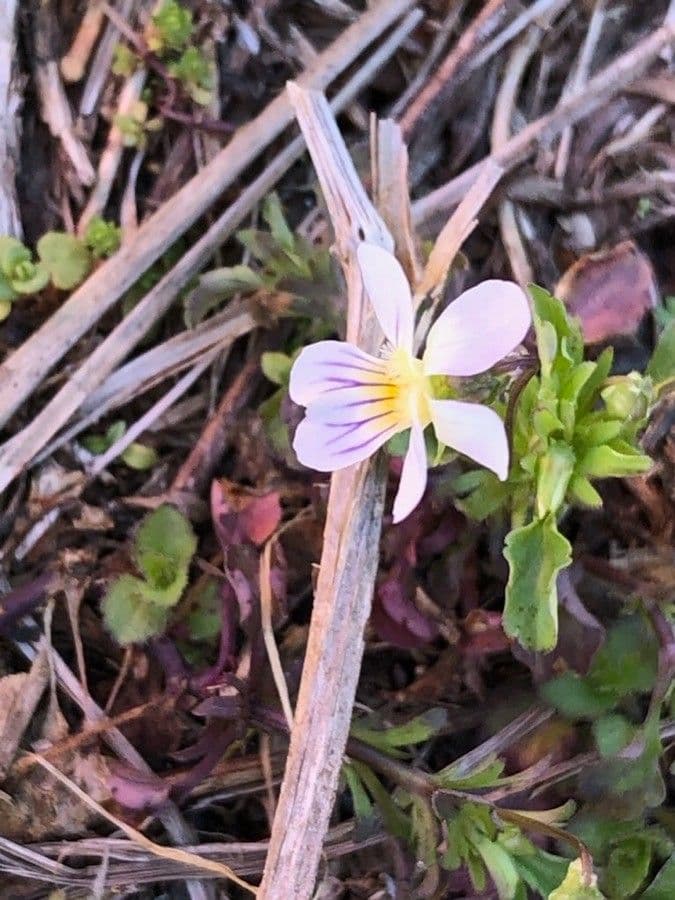 Viola bicolore 2