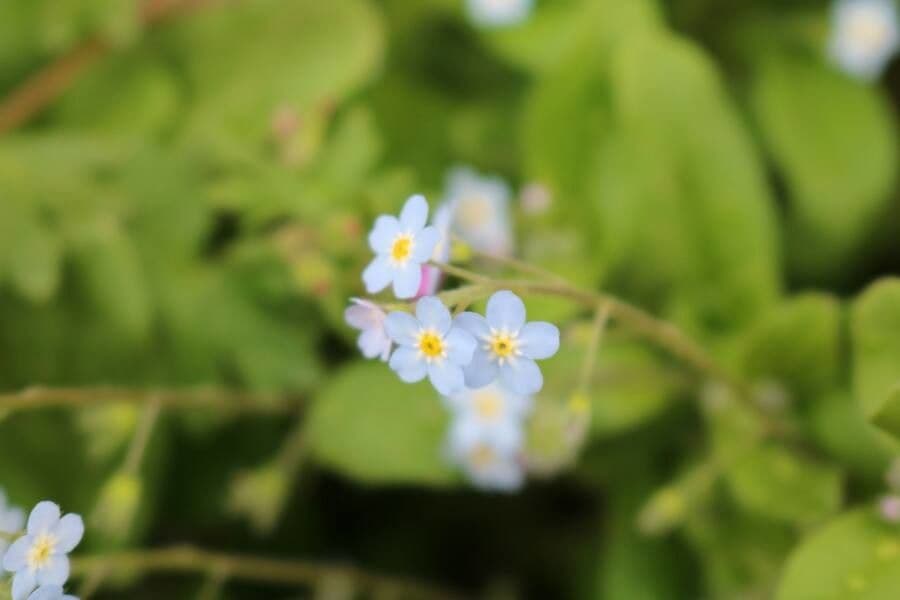 Miosotide siciliana 4