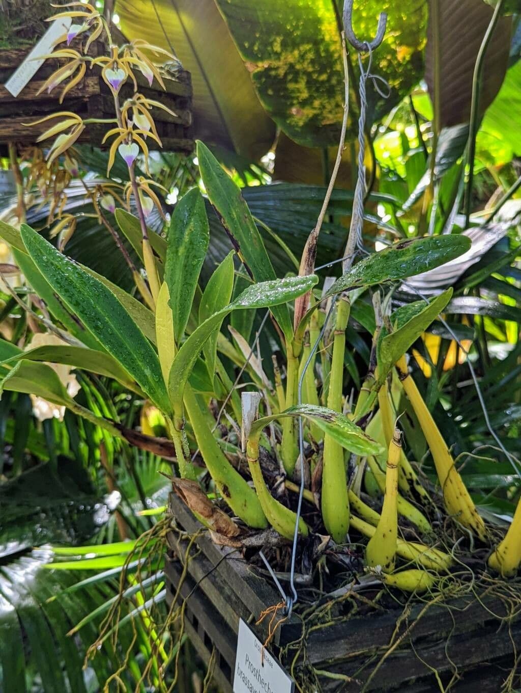 Orchidea Brassavola 4
