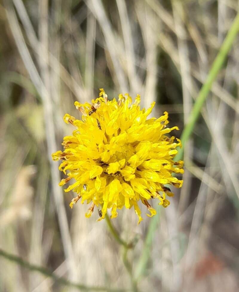 Thelesperma