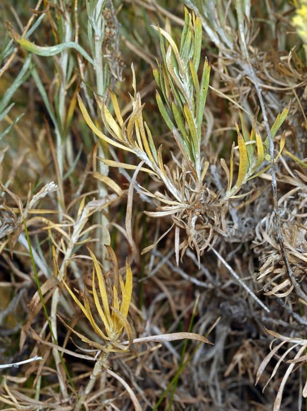 Artemisia argentea 3