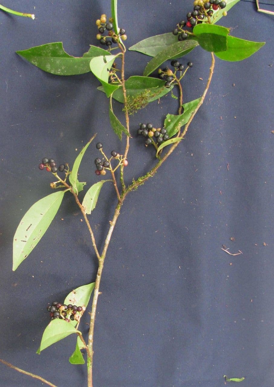 Ardisia escallonioides 4