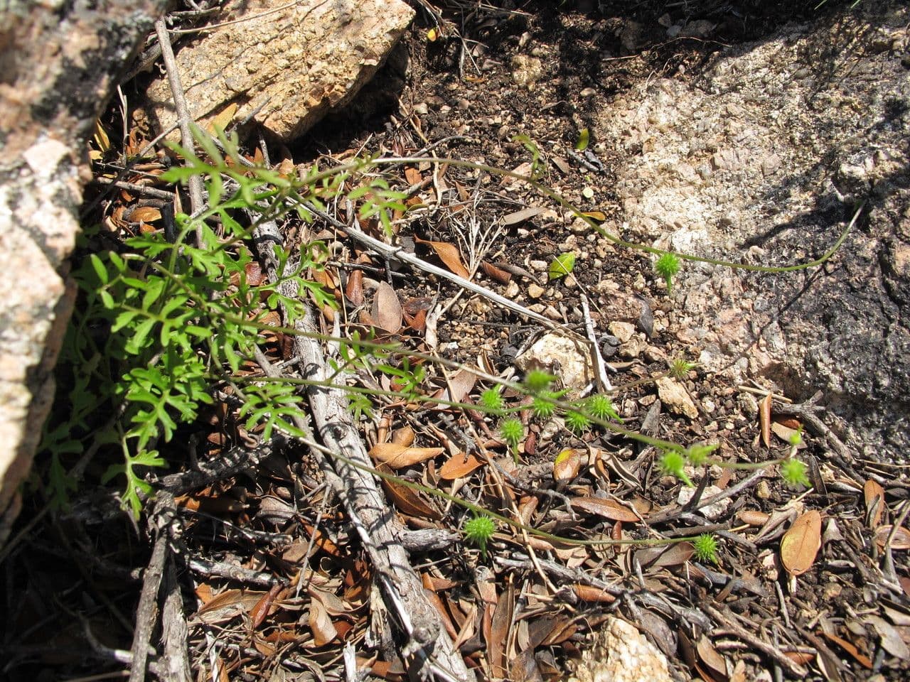 Succowia balearica 11