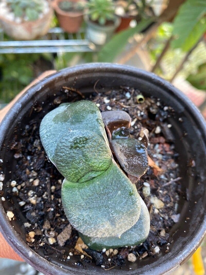 Gasteria 3