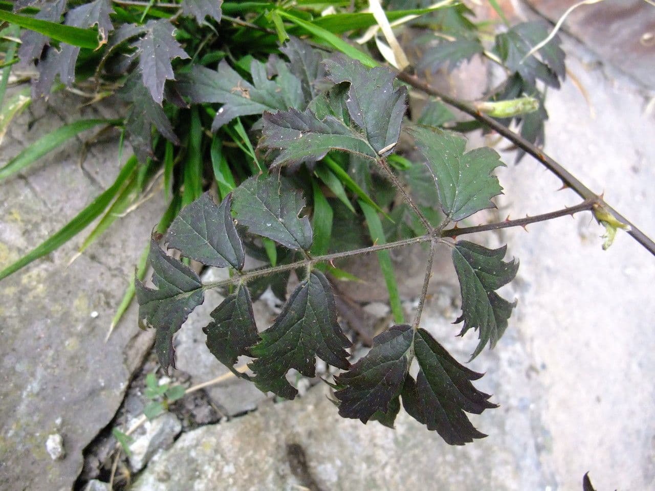 Schlitzblättrige Brombeere 30