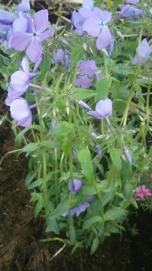Flox divaricata 15
