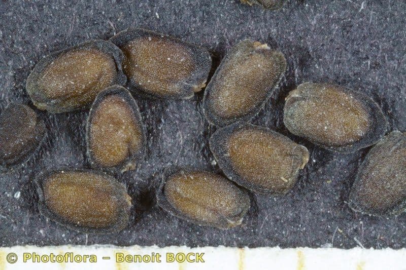 Arabis scabra 20