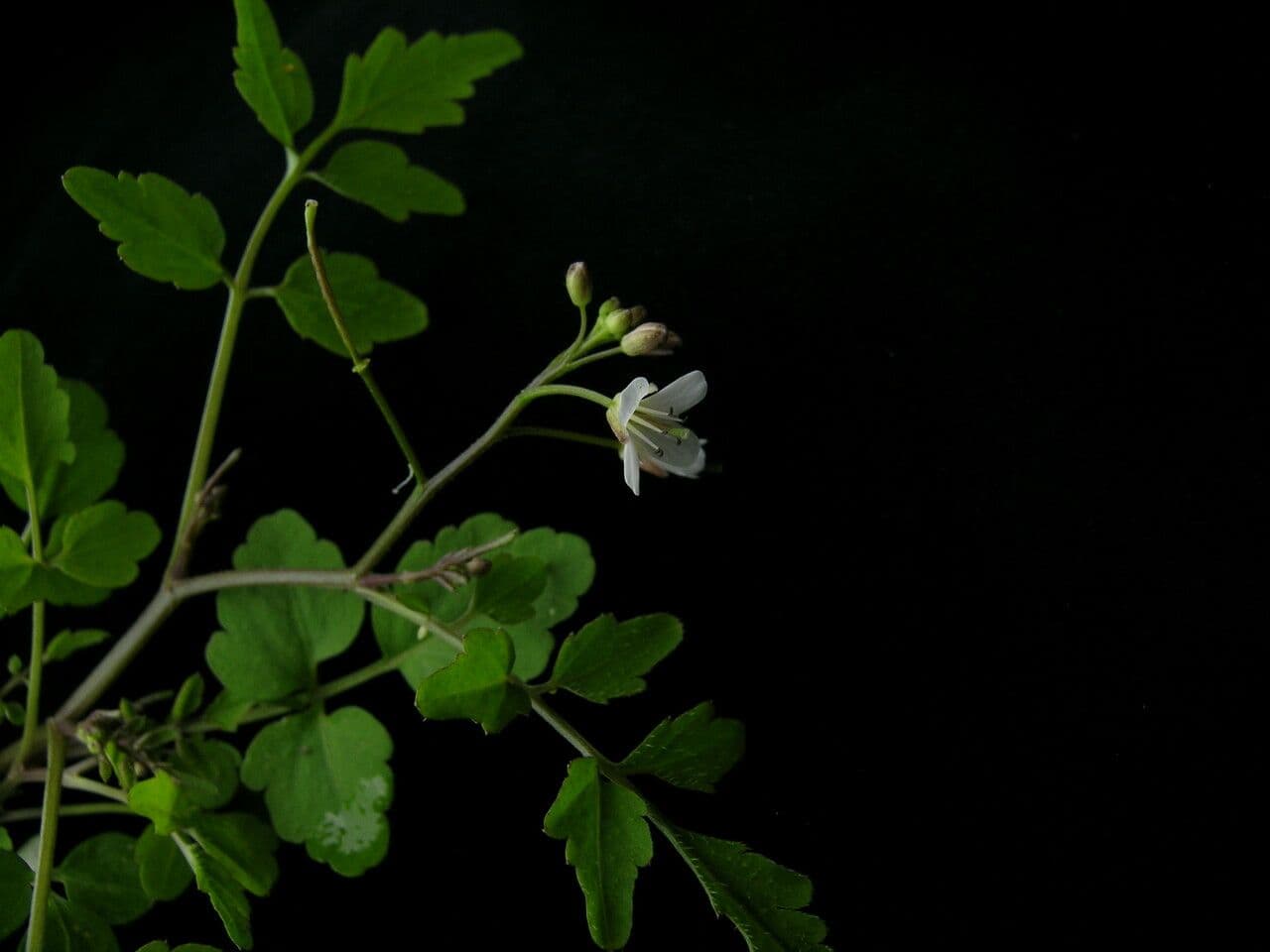Cardamine 4