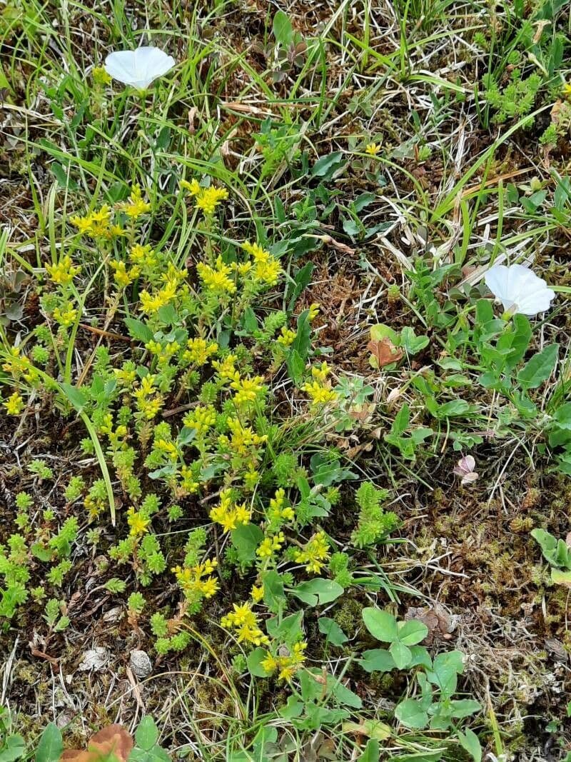 Milder Mauerpfeffer 9
