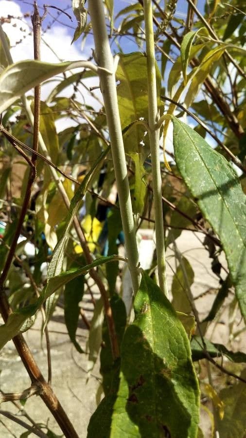 Buddleja asiática 17
