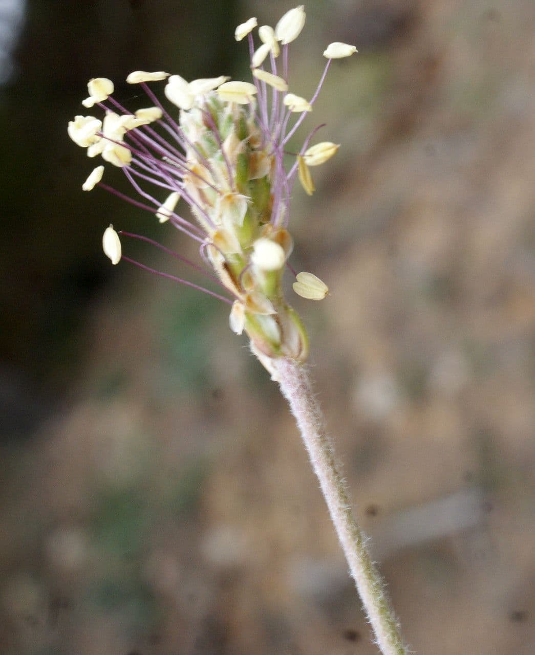Piantaggine bianca 8