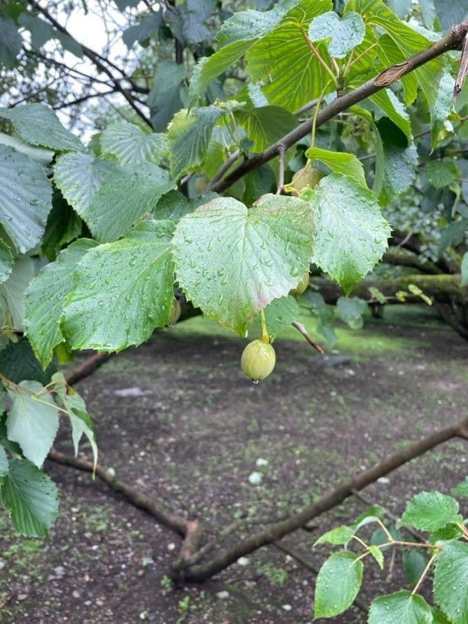 Taschentuchbaum 3