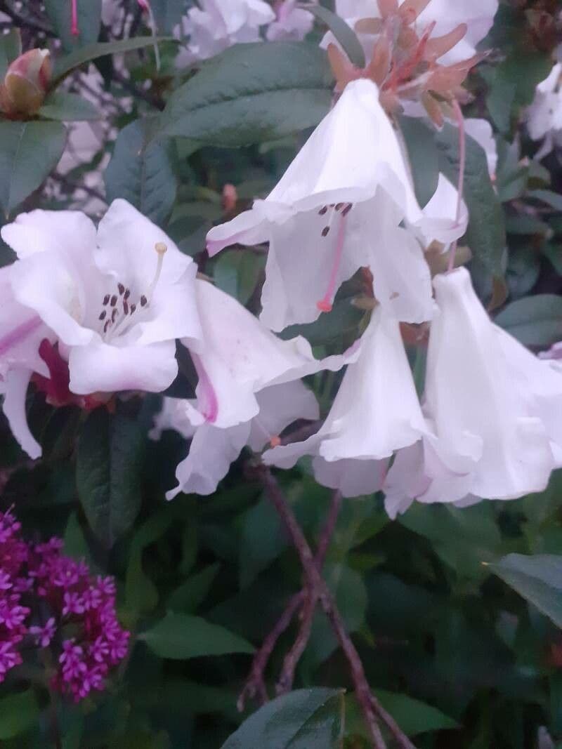 Rododendro 5