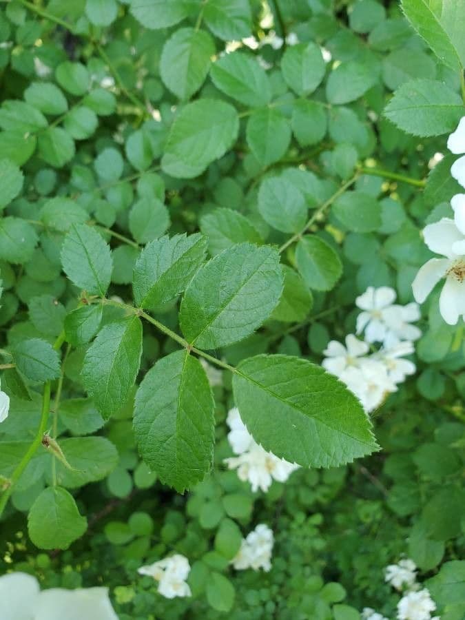 Rosa multiflora 19