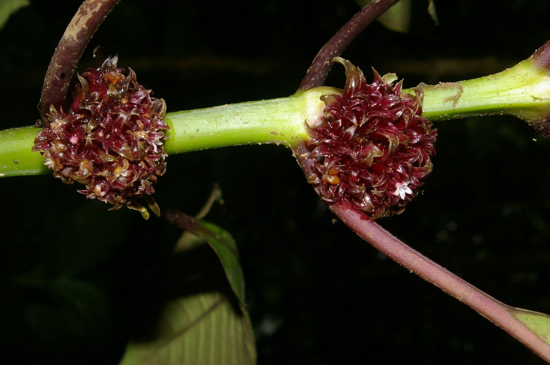 Hoffmannia zbita