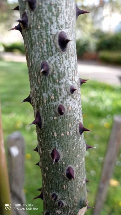 Zanthoxylum ailanthoides 4