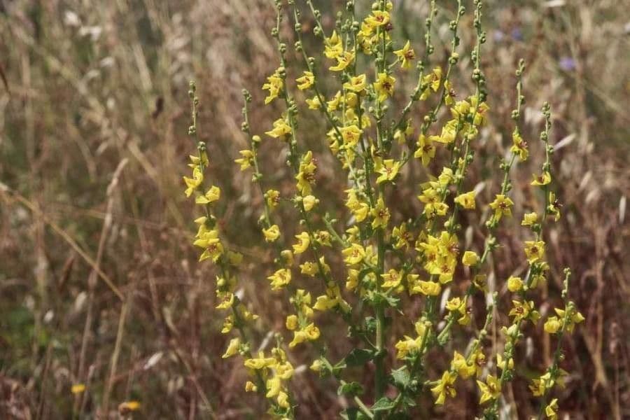 Mullein 4
