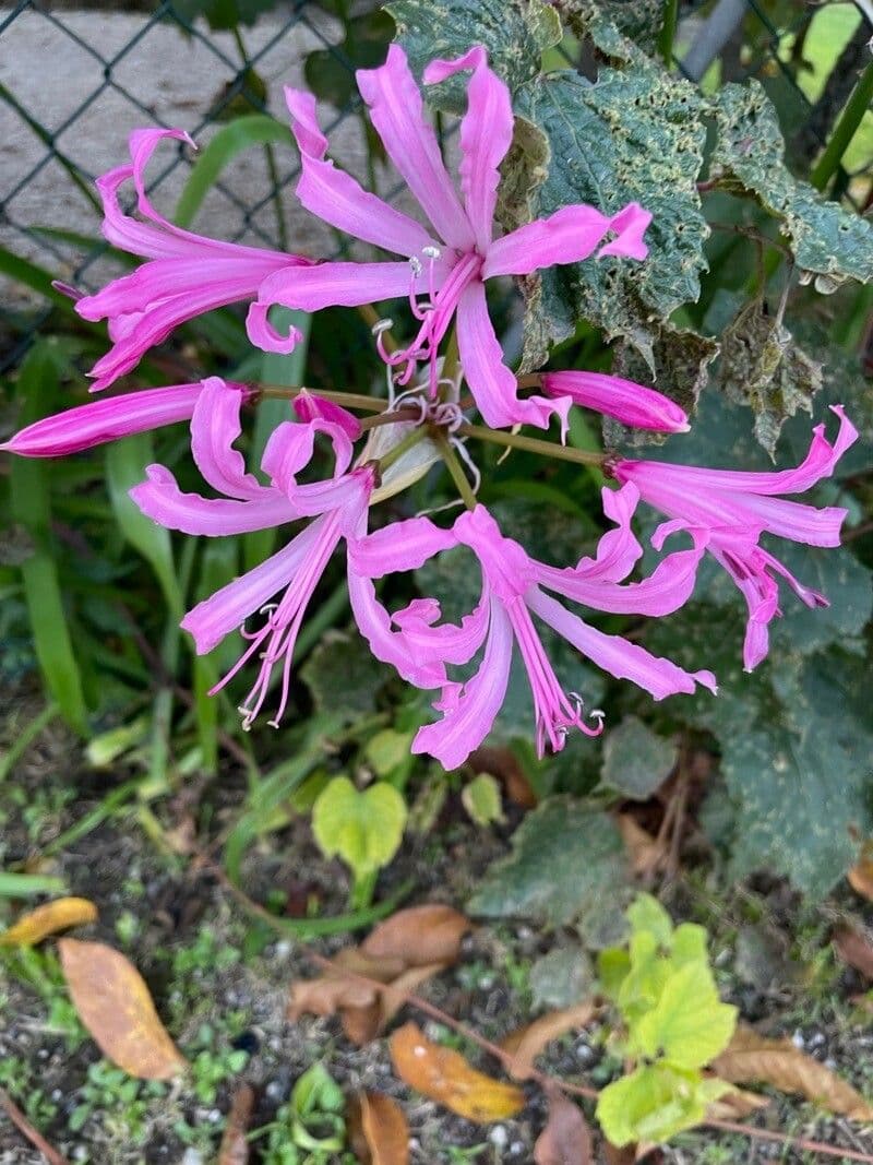 Nerine 6