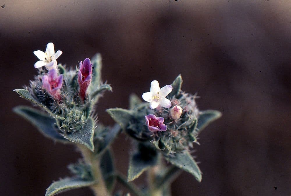 Moltkiopsis ciliata 3