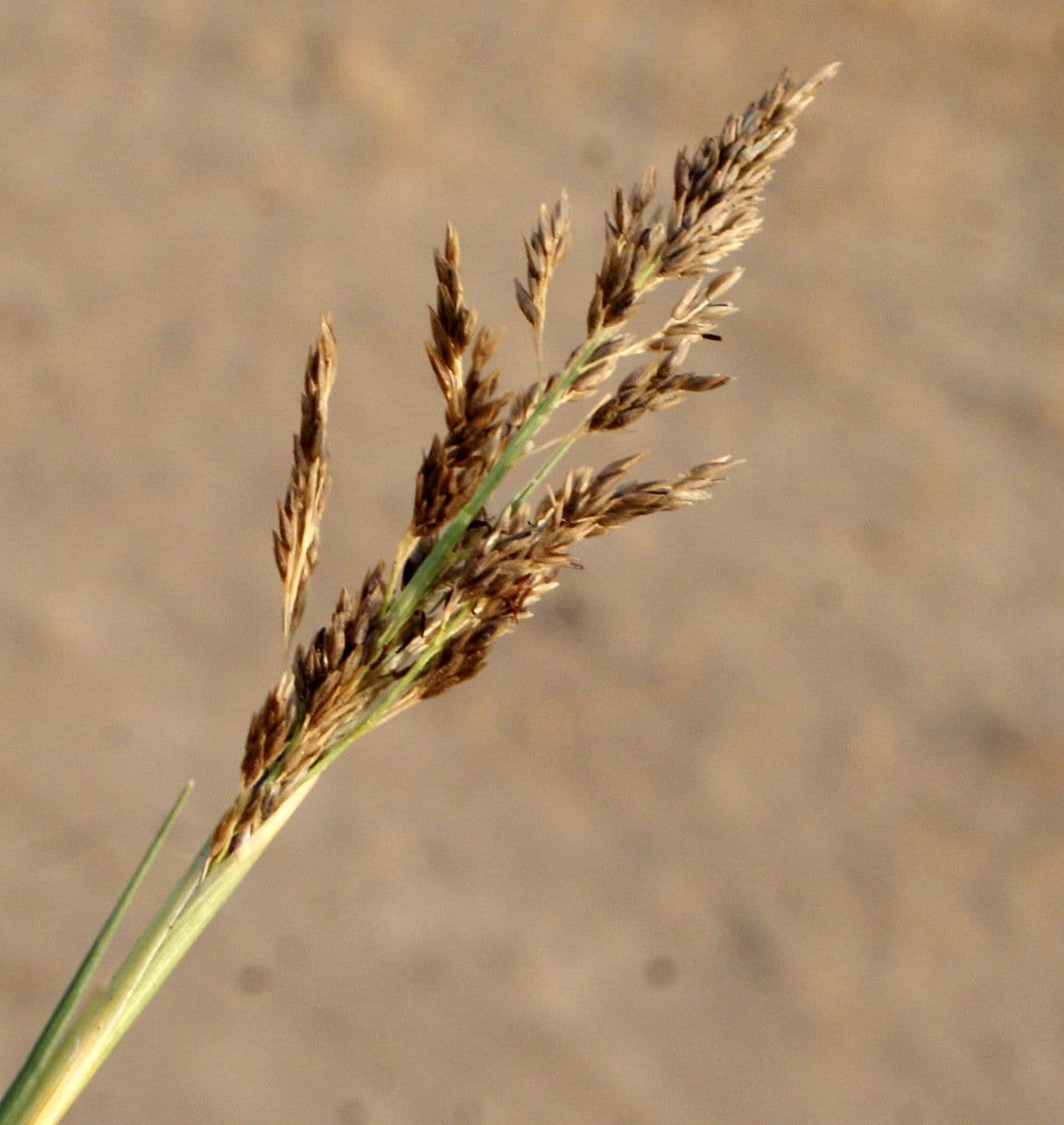 Aeluropus 5