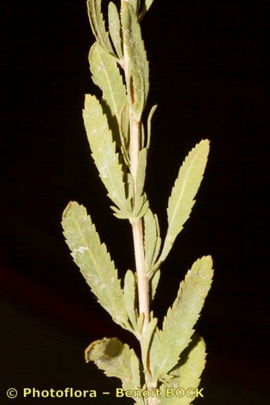Achillea 20