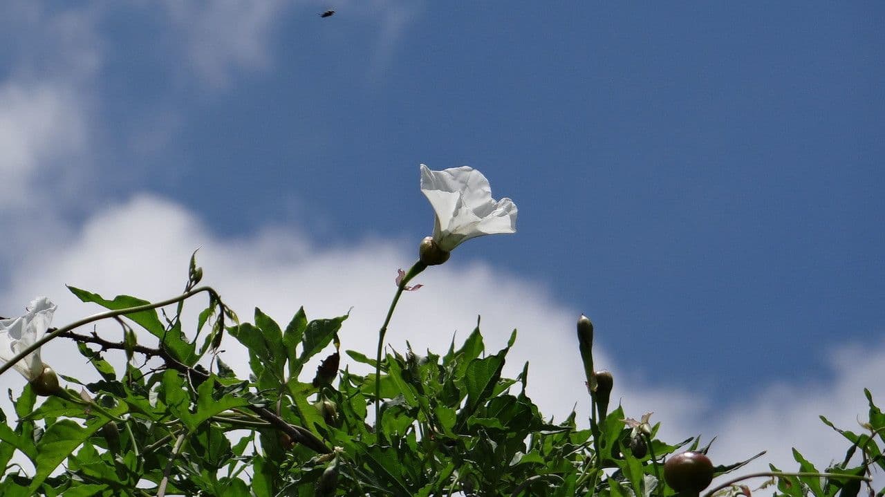Operculina tanacetifolia 3