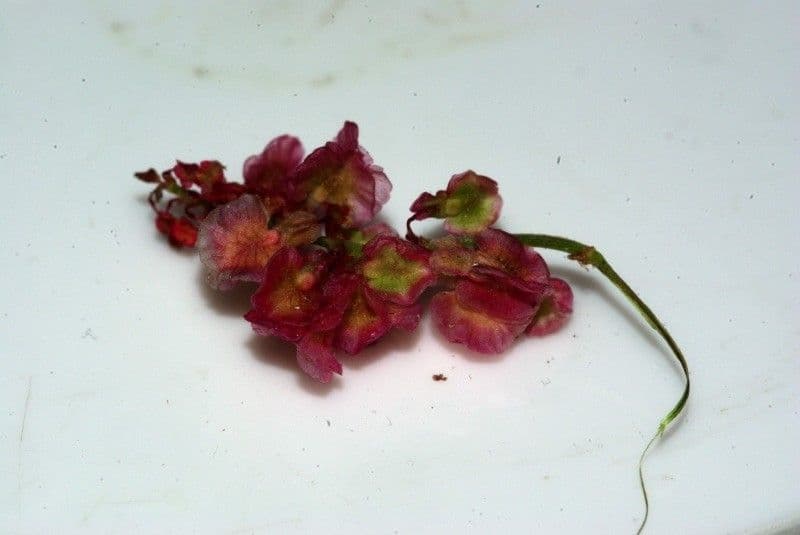Rumex 25