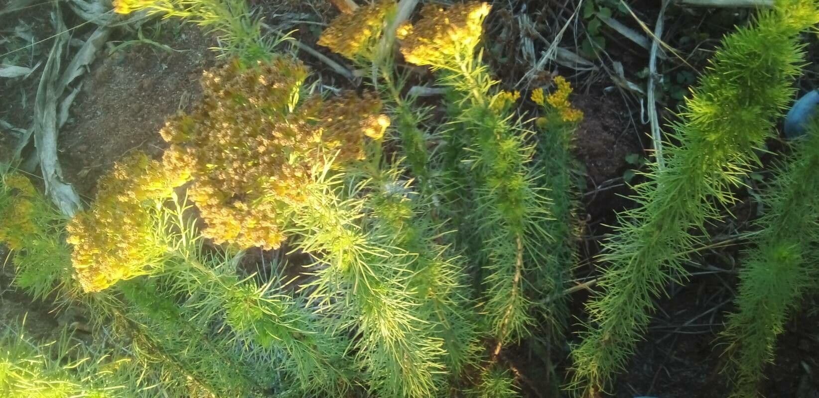 Phymaspermum 5
